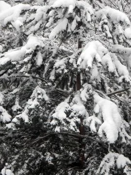 Snow-covered pine branches on a background of a forest on a cloudy day Foto stock