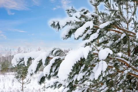 Snow-covered pine branches on the background of a winter landscape. Christmas Stock Photos