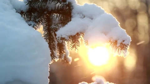 Snow-covered pine branches close-up. Stock Footage 231961913