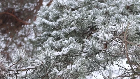 Snow-covered pine branches close-up Stock Footage 327807164