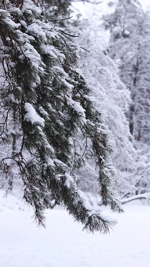 Snow-covered pine branches close-up Stock Footage 327807192