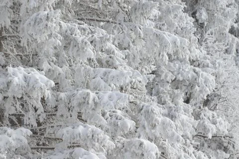 Snow covered pine branches close up creating winter and frosty mood Fotos de archivo