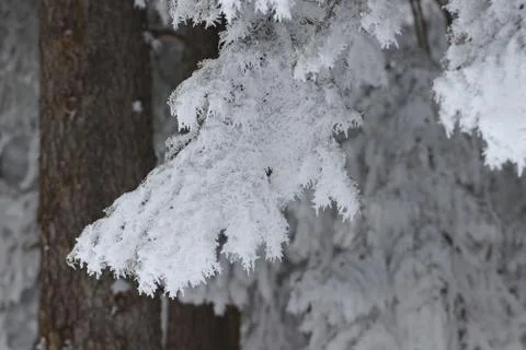 Snow covered pine branches close up creating winter and frosty mood Stock-Fotos