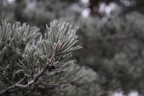 Snow-covered pine branches close-up. Suitable for a New Year's card. Russia,  Stock Photos