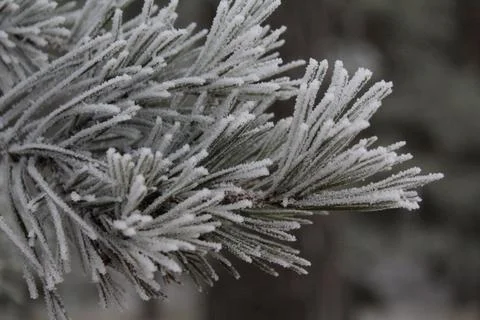 Snow-covered pine branches close-up. Suitable for a New Year's card. Russia,  Stock Photos