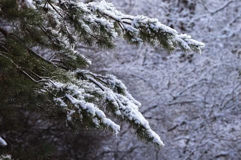 Snow covered pine branches close up Stock-Fotos