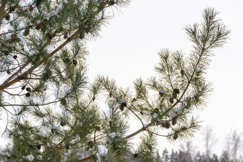 Snow-covered pine branches with cones on the background of a winter landscape Foto stock