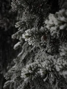 Snow covered pine branches creating a serene winter scene Stock Photos