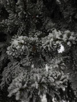 Snow covered pine branches creating winter wonderland in czechia Stock Photos