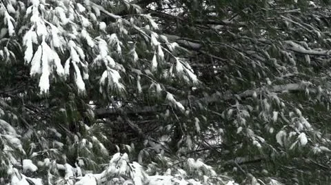 Snow Covered Pine Branches Stock Footage 22034613