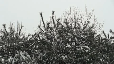 Snow Covered Pine Branches Stock Footage 22219715