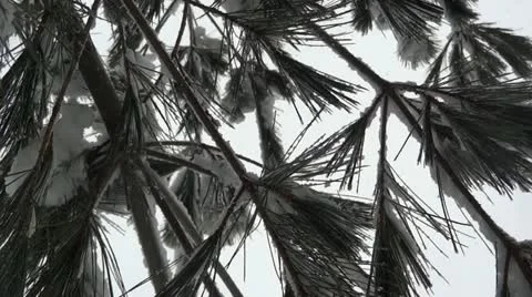 Snow Covered Pine Branches Stock Footage 22222178
