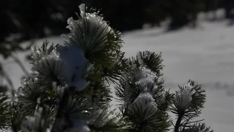Snow-covered pine branches glisten in sunlight under a clear winter sky Stock Footage 289292397