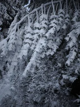 Snow covered pine branches in jested, liberec region, czechia Stock Photos