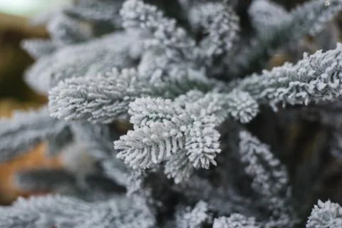 Snow-covered pine branches Stock Photos