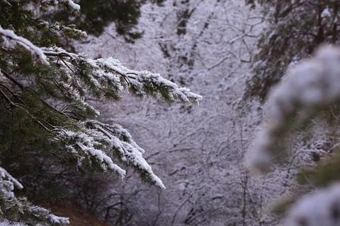 Snow covered pine branches Stock-Fotos