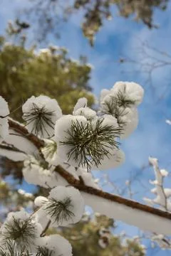 Snow-covered pine branches Stock Photos