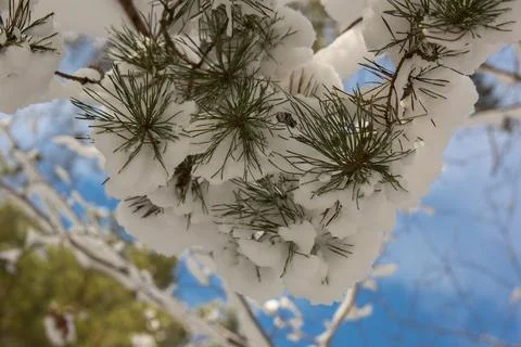 Snow-covered pine branches Stock Photos