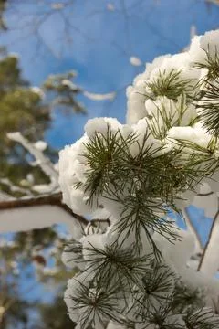 Snow-covered pine branches Stock Photos