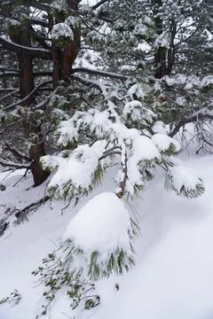 Snow-Covered Pine Branches Stock Photos