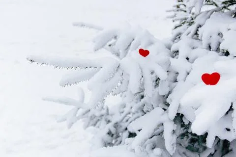 Snow Covered Pine Branches With Red Hearts Stock Photos