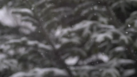Snow covered pine branches is waving on the wind while is snowing Slow motion Stock Footage 100184262
