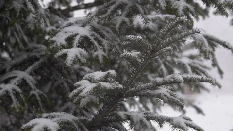 Snow covered pine branches is waving on the wind while is snowing Slow motion Stock Footage 100184289