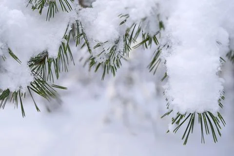 Snow covered pine branches in white snow. Winter natural forest landscape Stock Photos