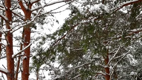 Snow covered pine branches in the wind in a pine forest Stock Footage 71624515