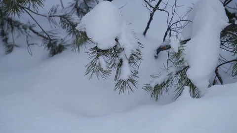 Snow-covered pine branches in a winter park at a snowdrift and falling snow Stock Footage 102914324