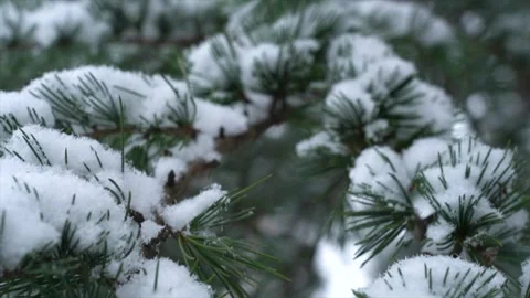 Snow-Covered Pine Branches in Winter Forest Close-Up Stock Footage 342329045