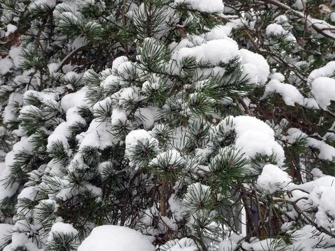 Snow covered pine branches in winter forest, selective focus Foto stock