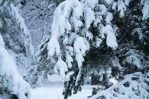 Snow-covered pine branches in winter forest. Stock Photos