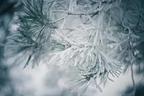 Snow-covered pine branches in winter Stock Photos