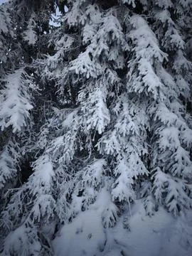 Snow covered pine branches in winter wonderland near jested, czech republic Stock Photos