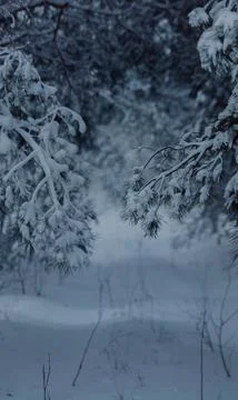Snow-Covered Pine Branches in a Winter Forest Stock Photos