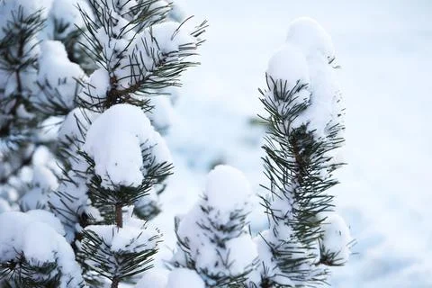 Snow-Covered Pine Branches in Winter Wonderland with Fresh White Snow Stock Photos