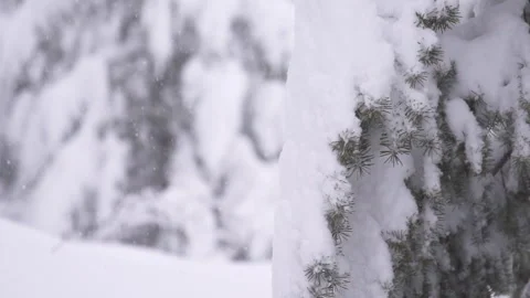 Snow Covered Pine Close Up with snowfall in background Slow Motion Stock Footage 254810578
