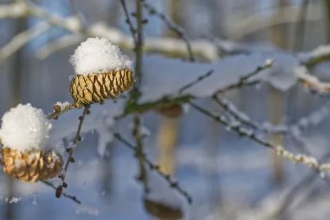 Snow-Covered Pine Cones in Winter Forest Stock Photos