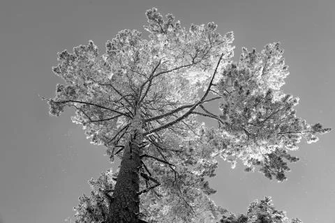 Snow covered Pine during a cold Winter day in Switzerland Stock Photos