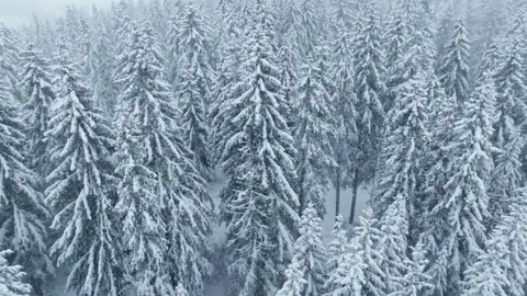 Snow covered Pine forest, aerial establishing shot Video stock 256932124