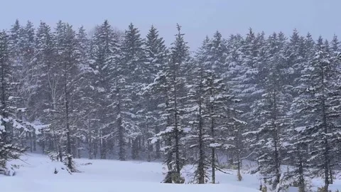 Snow-Covered Pine Forest and Blizzard 库存影片 332819581