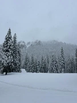 Snow covered pine forest and misty mountain landscape in winter Stock Photos