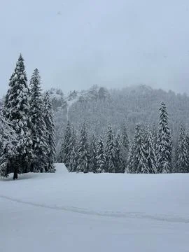 Snow covered pine forest and misty mountain landscape in winter Stock Photos