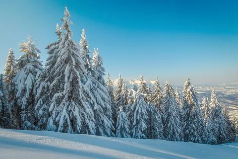 Snow covered pine forest and fresh prepared ski slope Fotos de archivo