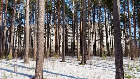 Snow-covered pine forest with apartment buildings in the background Video stock 330300291