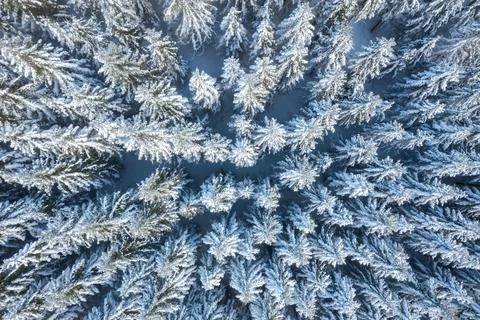 Snow covered pine forest in Austria during freezing cold temperatures in wint Stock Photos
