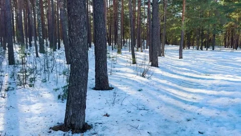 Snow-covered pine forest bathed in sunlight with tall tree trunks Stock Footage 330300385