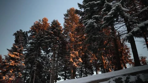 Snow covered pine forest bathed in golden sunrise light creating a peaceful w Stock Footage 342237001