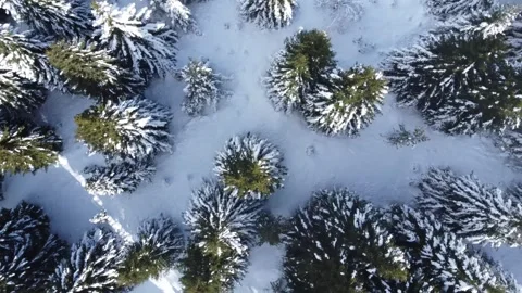 Snow Covered Pine Forest | Beautiful Winter Drone Aerial 4K Stock Footage 330950029